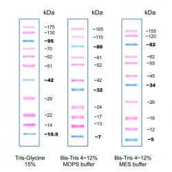 Picture of Protein Ladders, Prestained