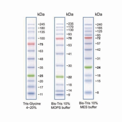 Picture of Protein Ladders, Prestained