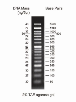 Picture of DNA Markers for Gel Electrophoresis