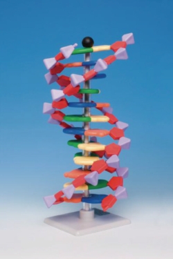 Picture of Molecular model system miniDNA<sup>&reg;</sup> / RNA Kits