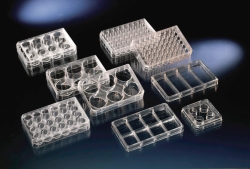 Picture of Multidishes, Nunc&trade; cell culture treated surface, PS, sterile