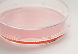 Picture of Cell and Tissue Culture Dishes, Nunc&trade; EasYDish&trade;, PS, sterile